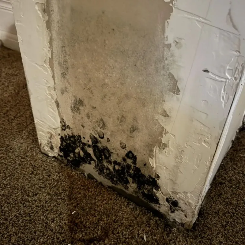 Professional Mold Removal in Gastonia, NC
